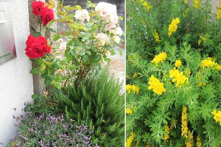 施設まわりの植物たち